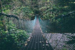 forest, Bridge