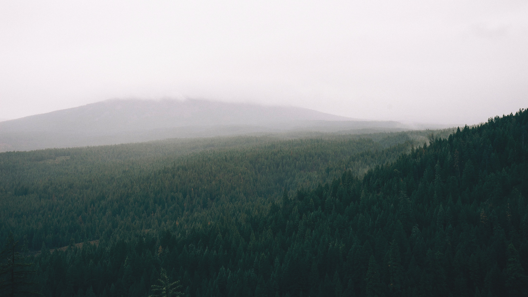 forest, Landscape Wallpaper
