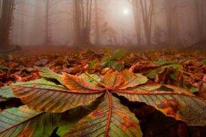 nature, Landscape, Forest, Leaves, Trees, Mist, Sunlight, Fall