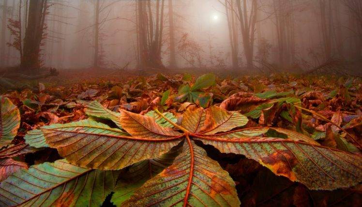 nature, Landscape, Forest, Leaves, Trees, Mist, Sunlight, Fall HD Wallpaper Desktop Background