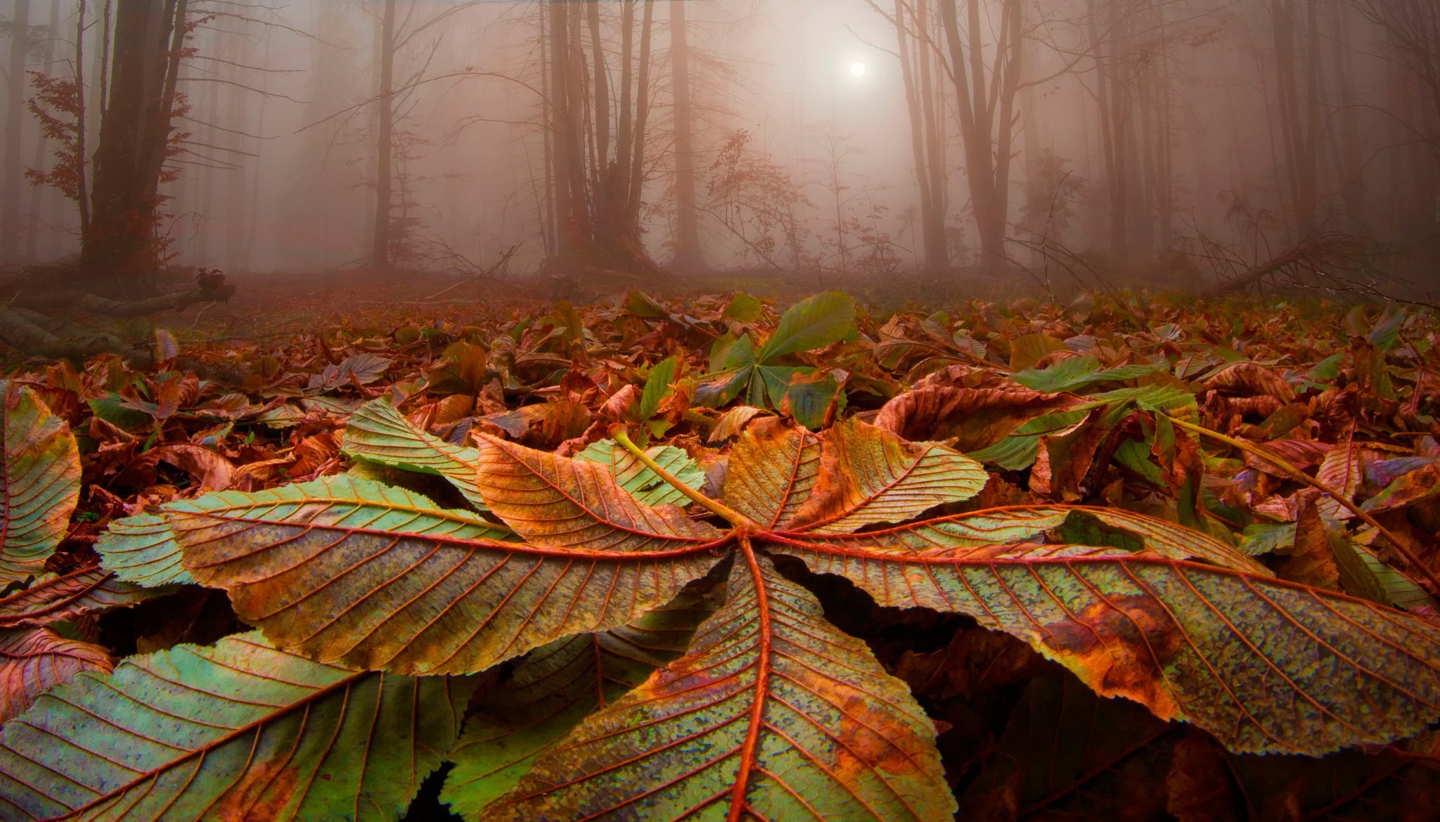 nature, Landscape, Forest, Leaves, Trees, Mist, Sunlight, Fall Wallpaper