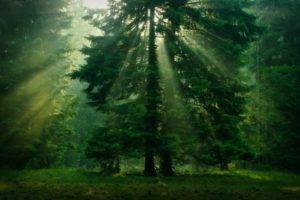 nature, Landscape, Forest, Leaves, Trees, Mist, Sun rays, Grass