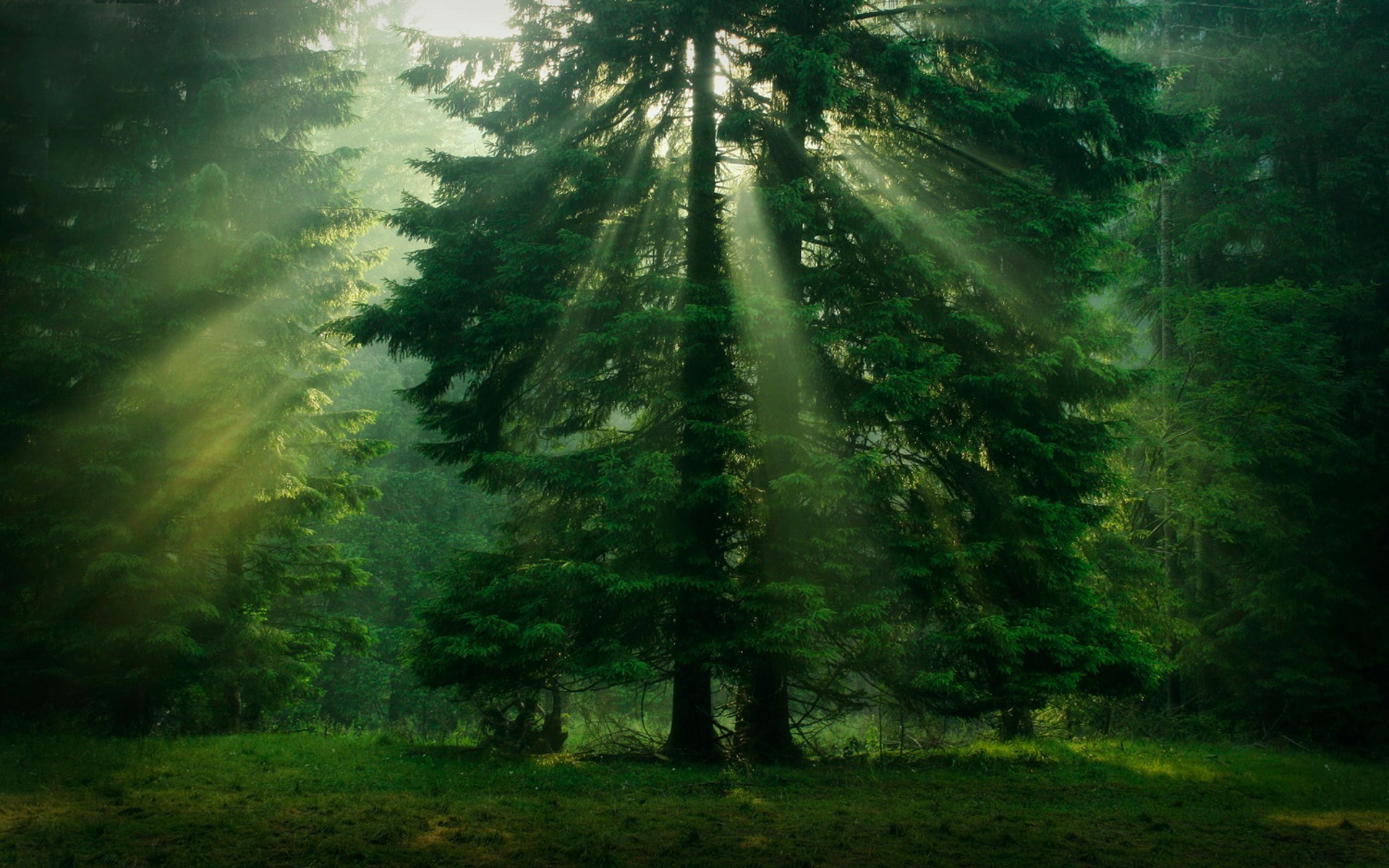nature, Landscape, Forest, Leaves, Trees, Mist, Sun rays, Grass Wallpaper