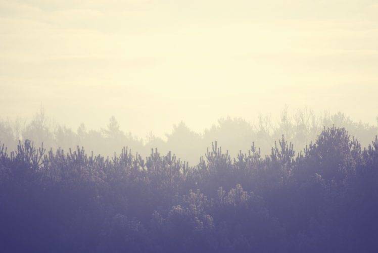 landscape, Nature, Trees, Road, Water, Mist HD Wallpaper Desktop Background