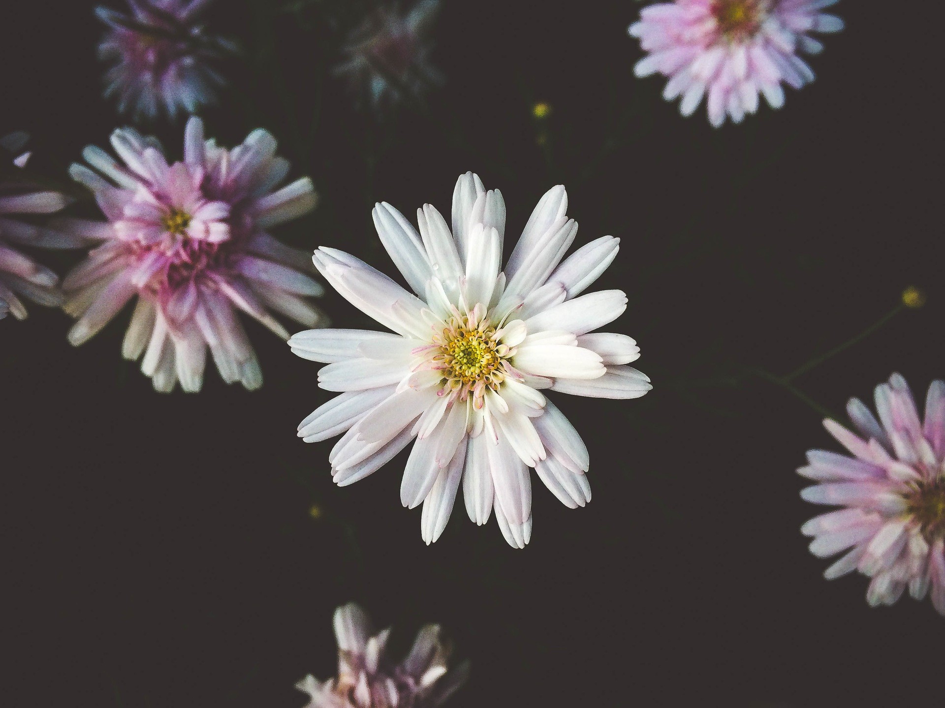 nature, Flowers Wallpaper