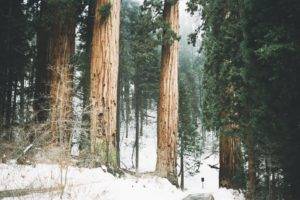 winter, Landscape, Trees