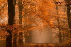 landscape, Photography, Nature, Fall, Path, Mist, Forest, Amber, Trees, Leaves, Dirt road, Calm, Netherlands