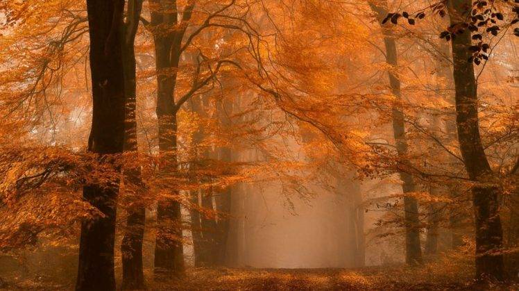 landscape, Photography, Nature, Fall, Path, Mist, Forest, Amber, Trees, Leaves, Dirt road, Calm, Netherlands HD Wallpaper Desktop Background