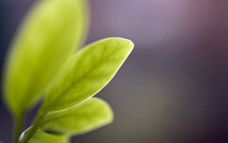 green, Nature, Leaves, Plants HD Wallpaper Desktop Background