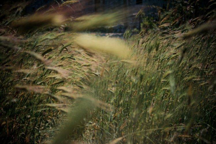 grass, Green, Nature, Field HD Wallpaper Desktop Background
