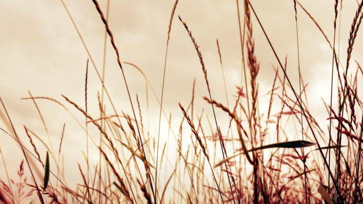 grass, Field HD Wallpaper Desktop Background