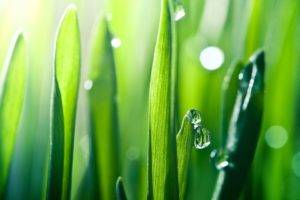grass, Water drops