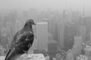 animals, Birds, Cityscape, Pigeons, Monochrome