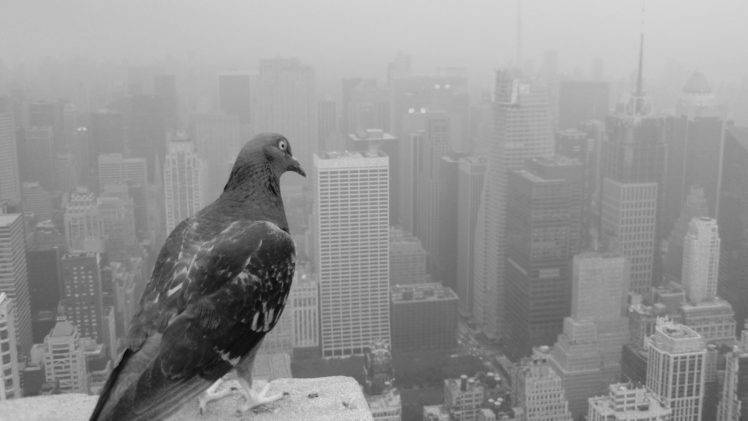 animals, Birds, Cityscape, Pigeons, Monochrome HD Wallpaper Desktop Background