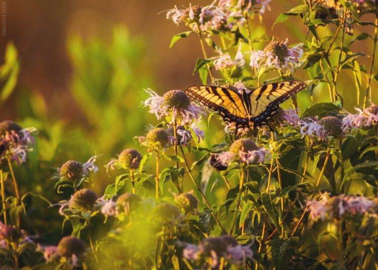 animals, Lepidoptera, Flowers, Plants HD Wallpaper Desktop Background