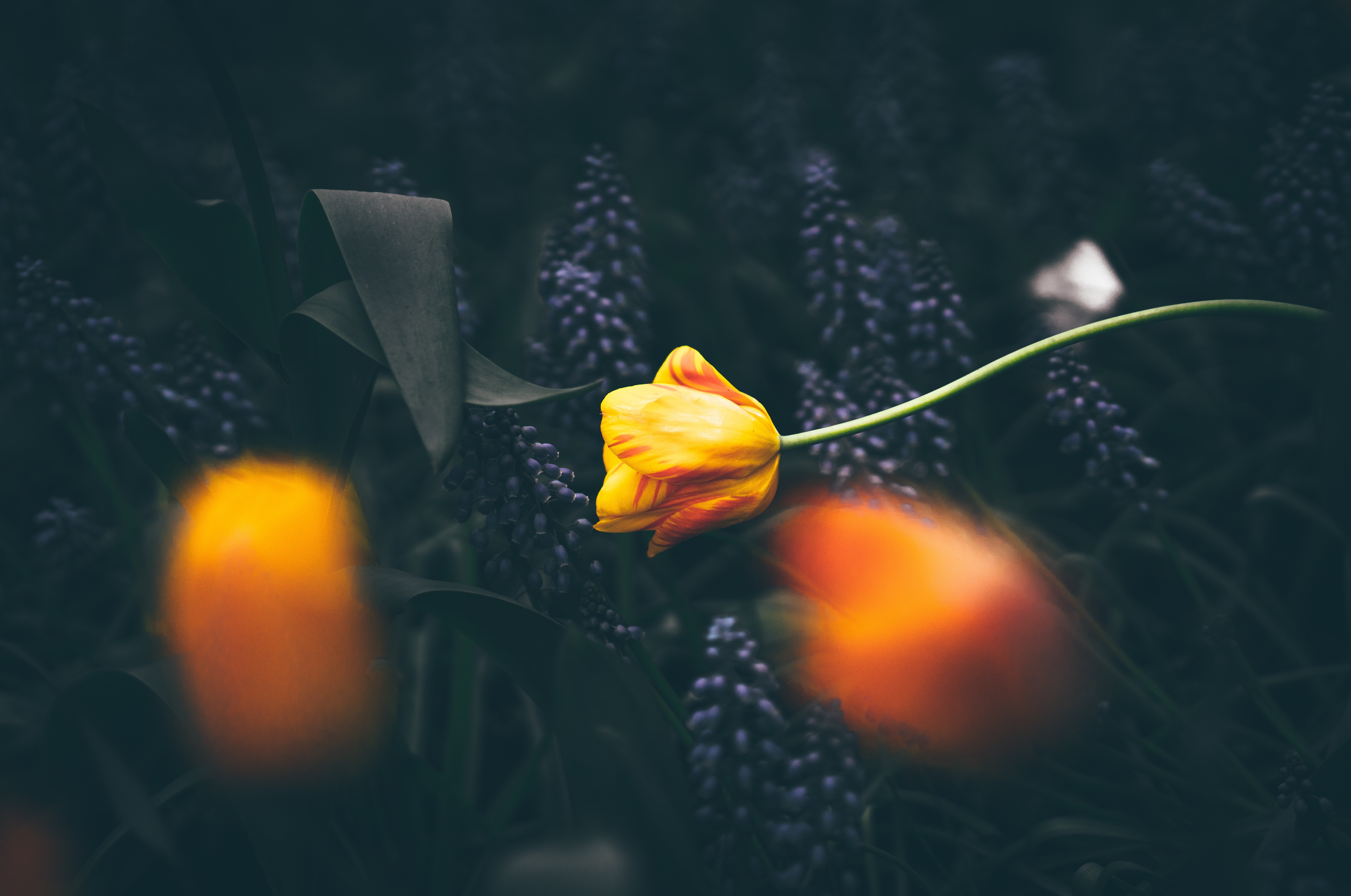plants, Flowers, Macro Wallpaper