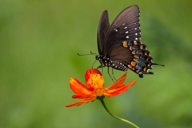 animals, Lepidoptera, Flowers, Plants, Macro HD Wallpaper Desktop Background