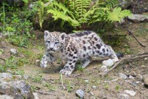 animals, Feline, Mammals, Snow leopards