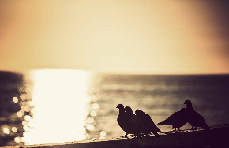 animals, Birds, Silhouette, Sea HD Wallpaper Desktop Background