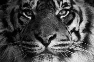animals, Tiger, Feline, Mammals, Closeup