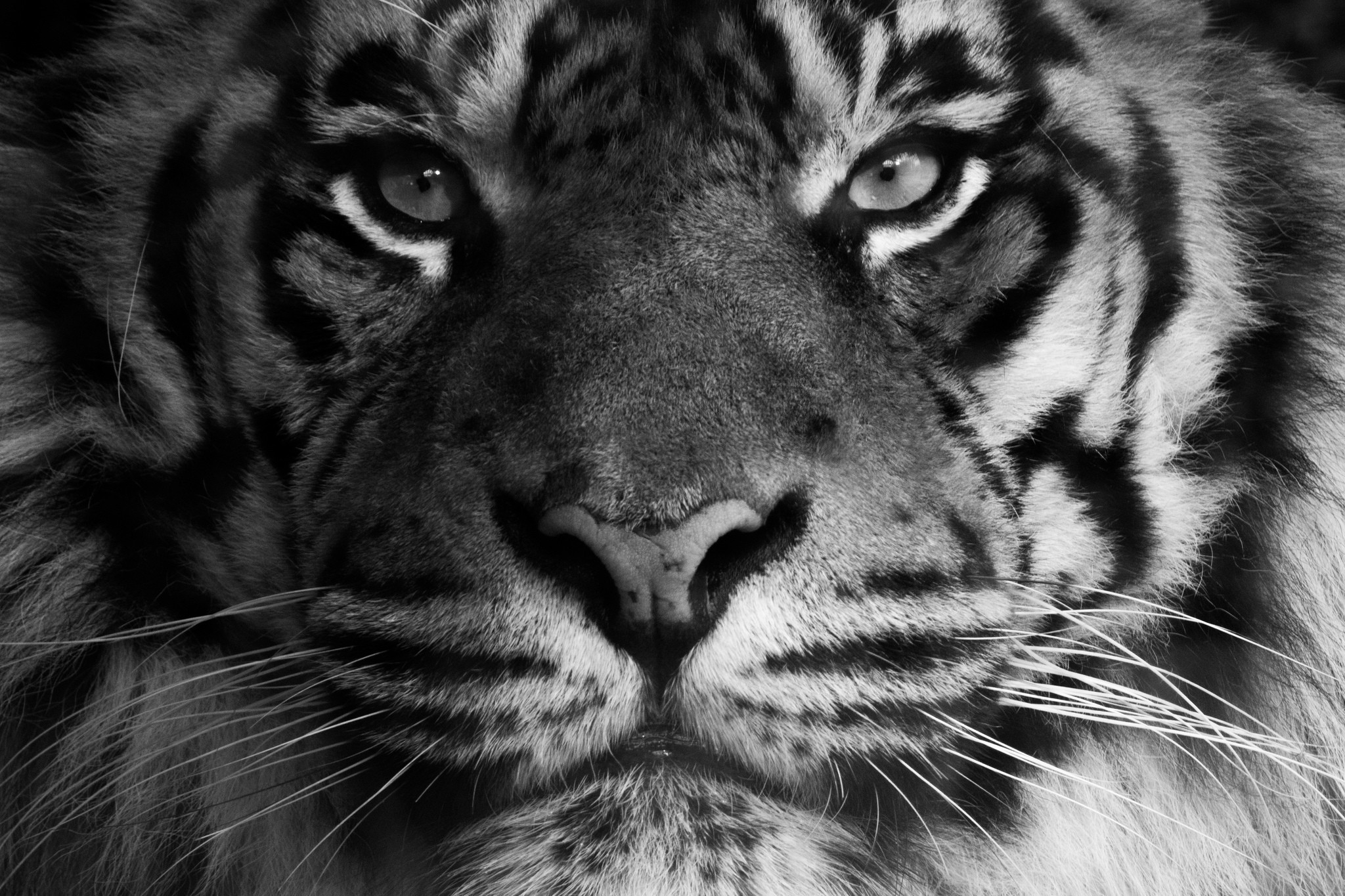animals, Tiger, Feline, Mammals, Closeup Wallpaper