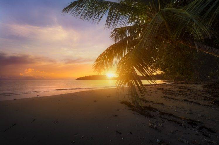 mist, Beach, Sun, Palm trees HD Wallpaper Desktop Background