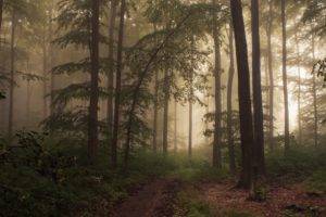 mist, Forest