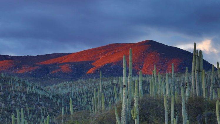 nature, Landscape, Mountians, Clouds, Mexico, Cactus, Field, Hills, Evening HD Wallpaper Desktop Background