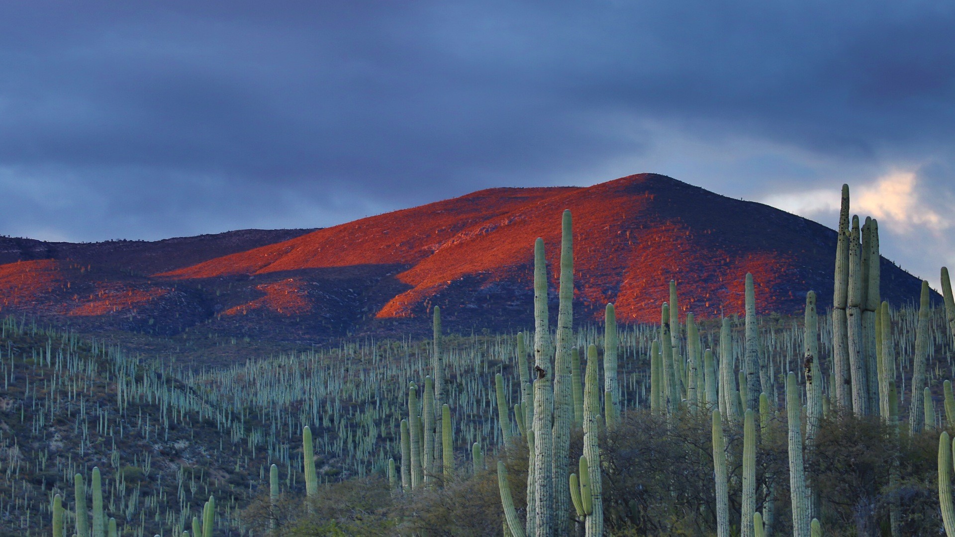 nature, Landscape, Mountians, Clouds, Mexico, Cactus, Field, Hills, Evening Wallpaper