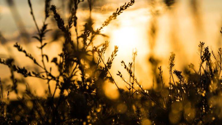 sunset, Bokeh, Plants, Sunlight HD Wallpaper Desktop Background
