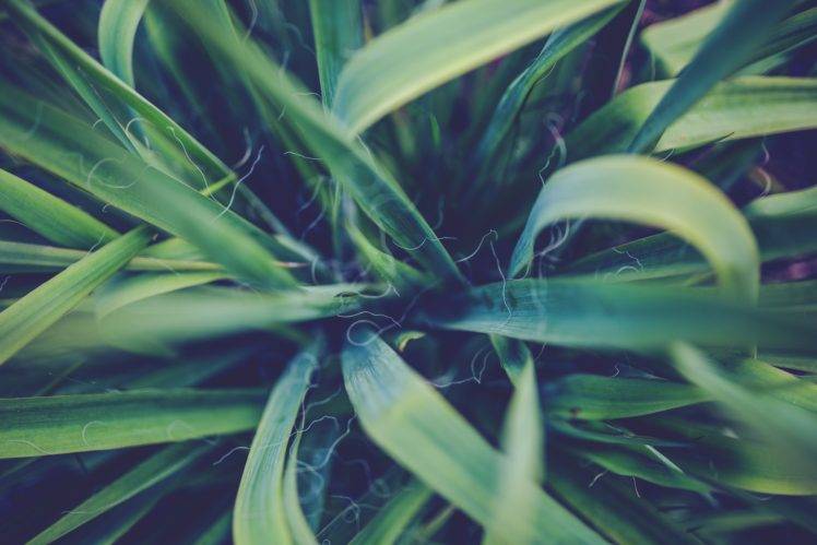 leaves, Plants, Nature HD Wallpaper Desktop Background