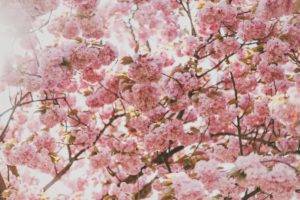cherry blossom, Nature, Plants