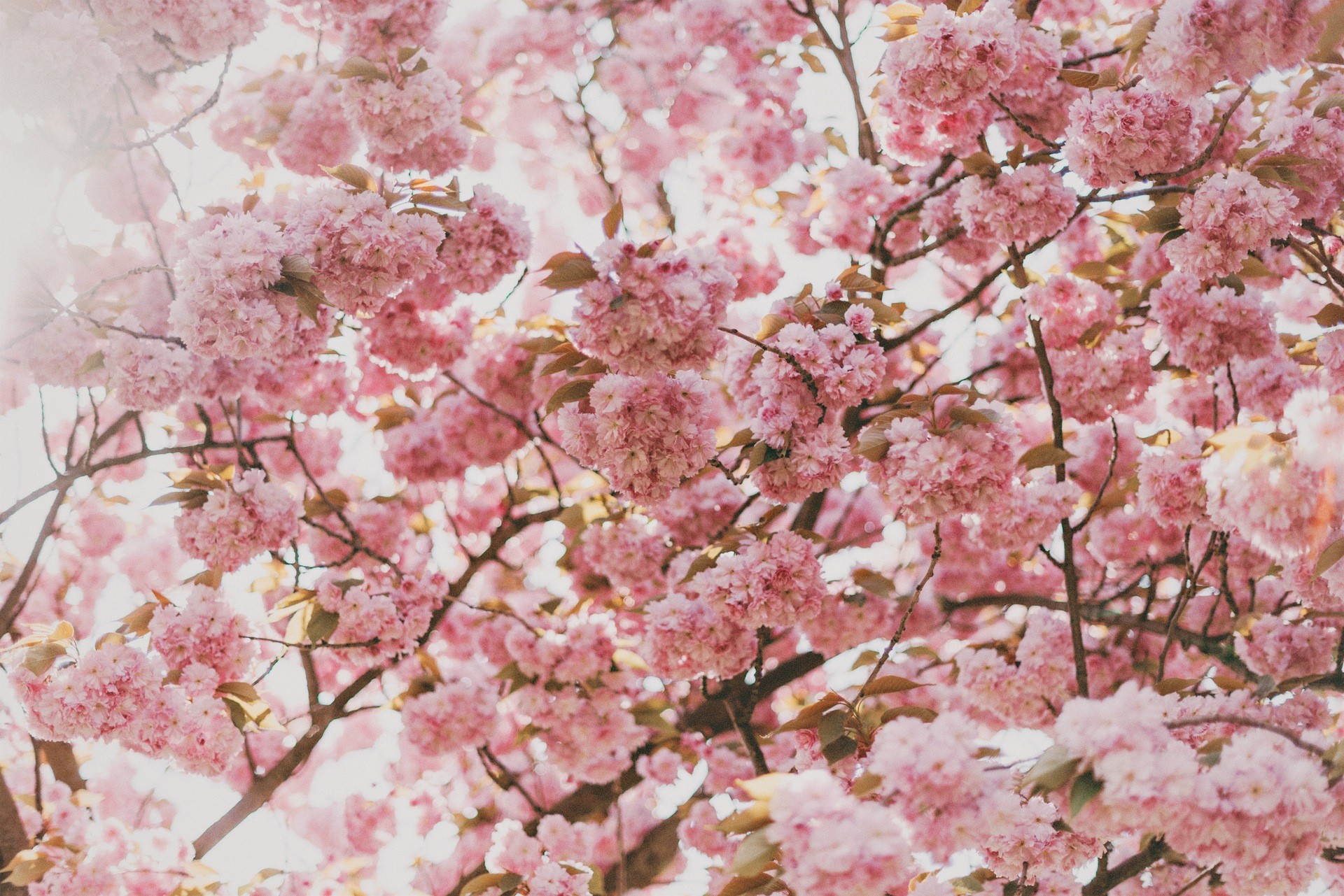 cherry blossom, Nature, Plants Wallpaper