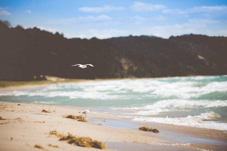 beach, Birds, Coast, Sand, Landscape, Nature, Water HD Wallpaper Desktop Background