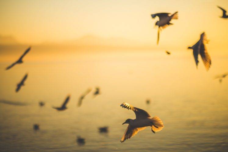 birds, Sunset, Beach HD Wallpaper Desktop Background
