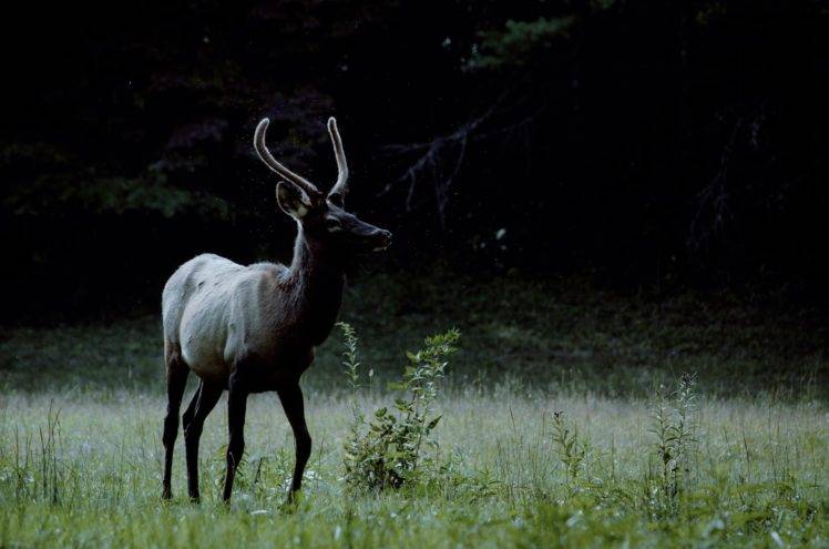 deer, Forest, Grass, Field HD Wallpaper Desktop Background