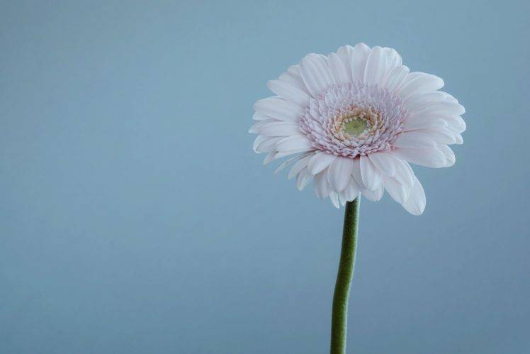 daisies, Nature, Minimalism HD Wallpaper Desktop Background