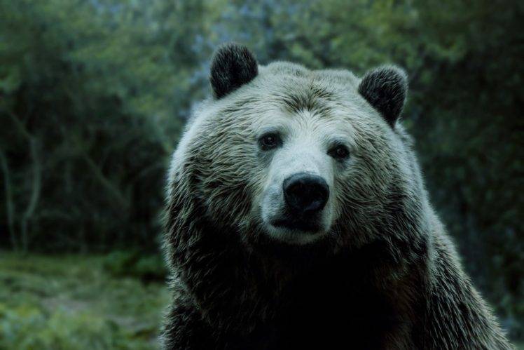 bears, Animals HD Wallpaper Desktop Background