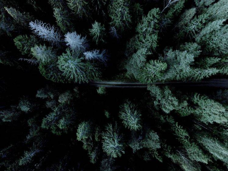 forest, Road HD Wallpaper Desktop Background