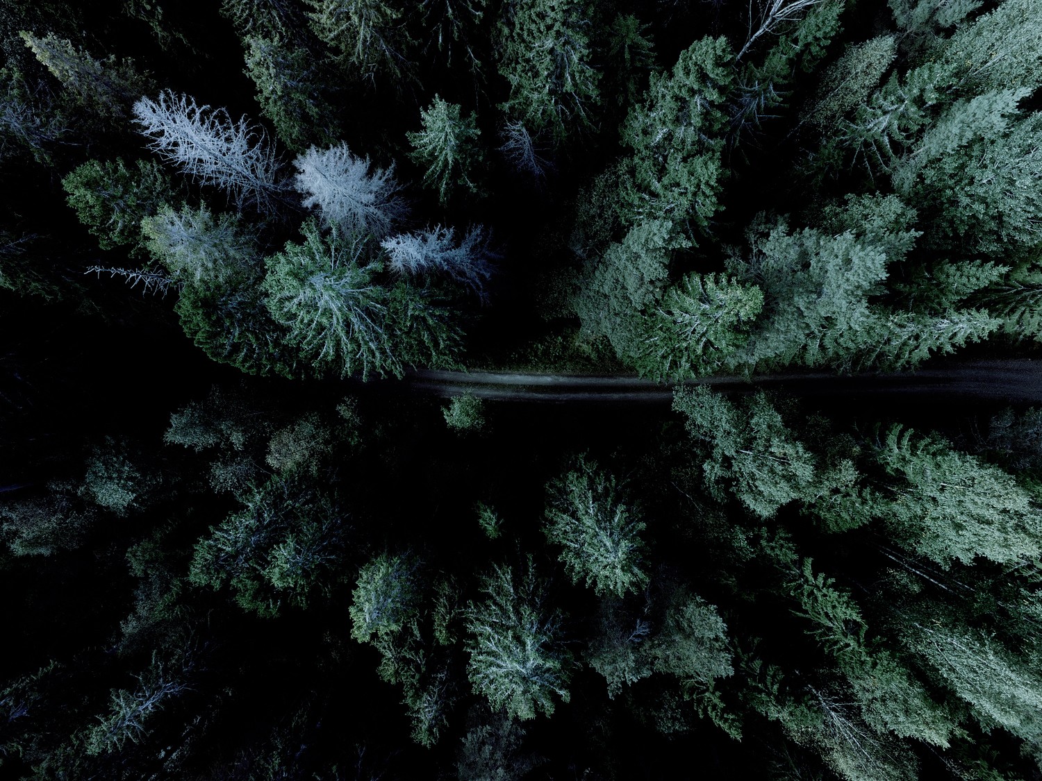 forest, Road Wallpaper