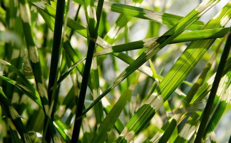nature, Plants, Grass HD Wallpaper Desktop Background
