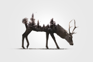digital art, Animals, Simple background, Deer, White background, Antlers, Double exposure, Nature, Trees, Forest, Snow, Pine trees, Birds