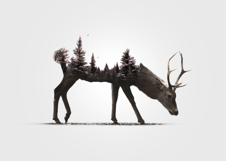 digital art, Animals, Simple background, Deer, White background, Antlers, Double exposure, Nature, Trees, Forest, Snow, Pine trees, Birds HD Wallpaper Desktop Background