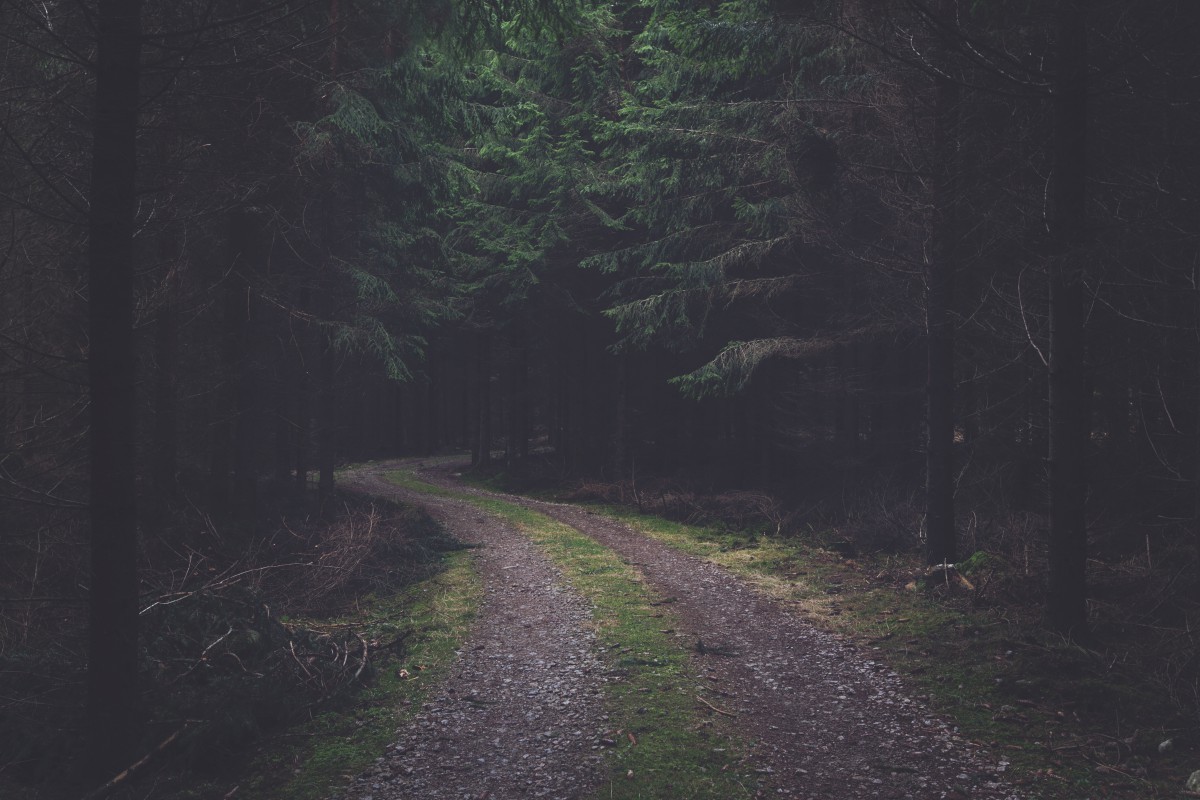Дорога в темном лесу бесплатно