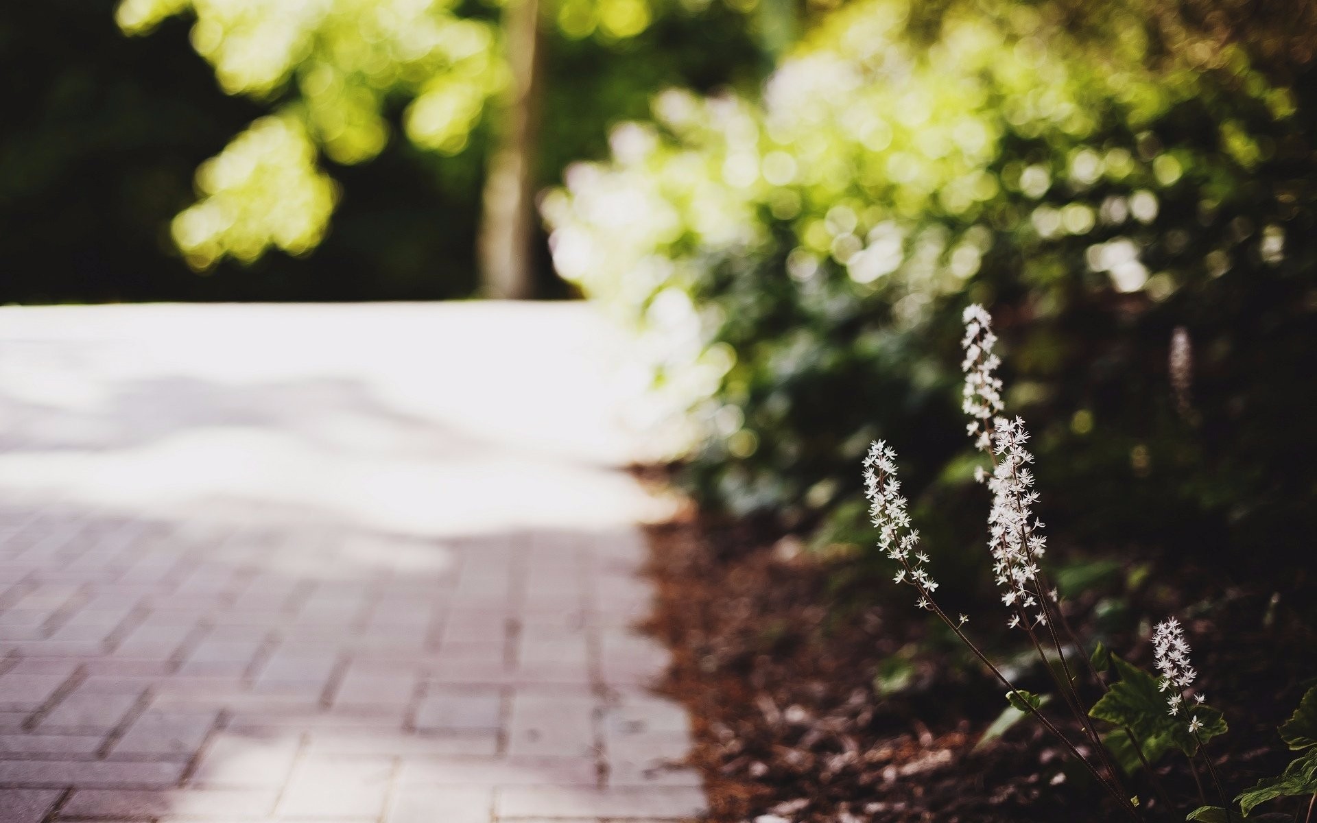 white flowers, Bokeh, Path, Depth of field, Leaves Wallpaper