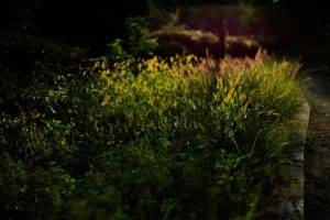 grass, Bokeh, Lights