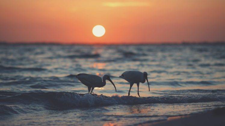 birds, Beach, Sun, Sea HD Wallpaper Desktop Background