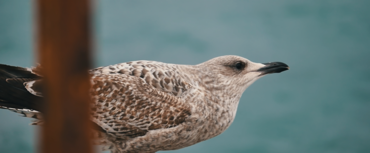 seagulls, Animals HD Wallpaper Desktop Background