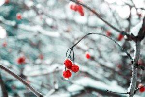 cherries, Branch, Snow, Ice, Nature