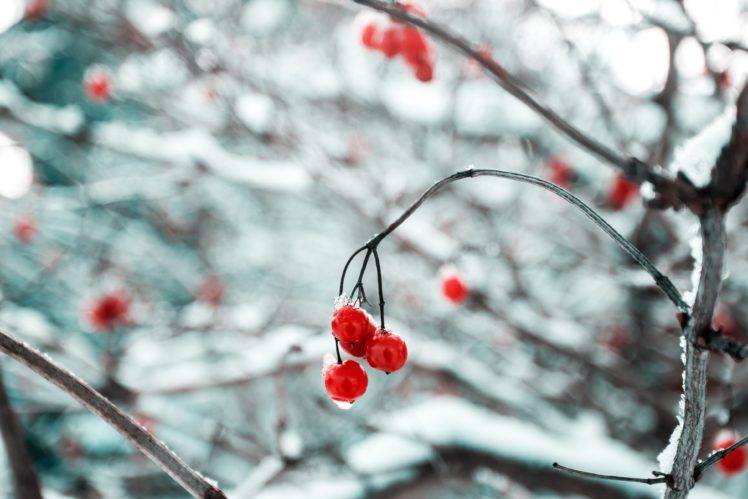 cherries, Branch, Snow, Ice, Nature HD Wallpaper Desktop Background